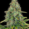Blue Cheese Auto Feminizovaná