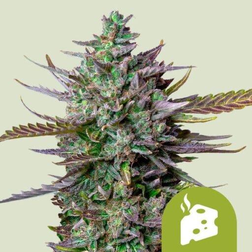 Blue Cheese Auto Feminizovaná