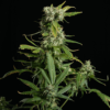 Blue Dream Feminizovaná