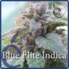 Blue Elite Indica Feminizovaná