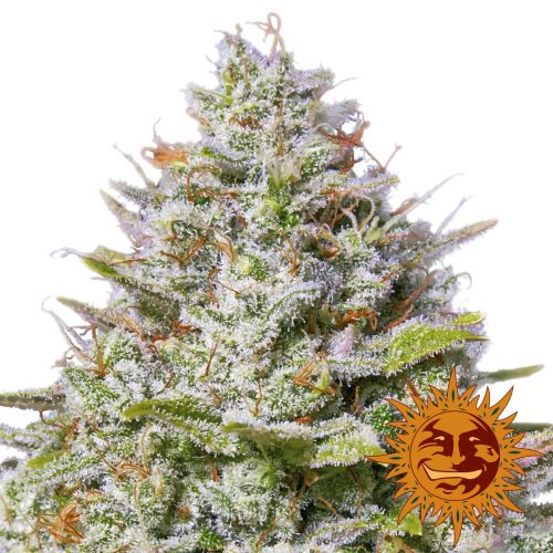 Blue Gelato 41 Feminizovaná