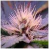 Blue Mystic Feminizovaná