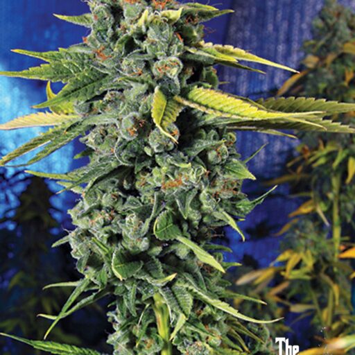 Blue Dream Haze Feminizovaná