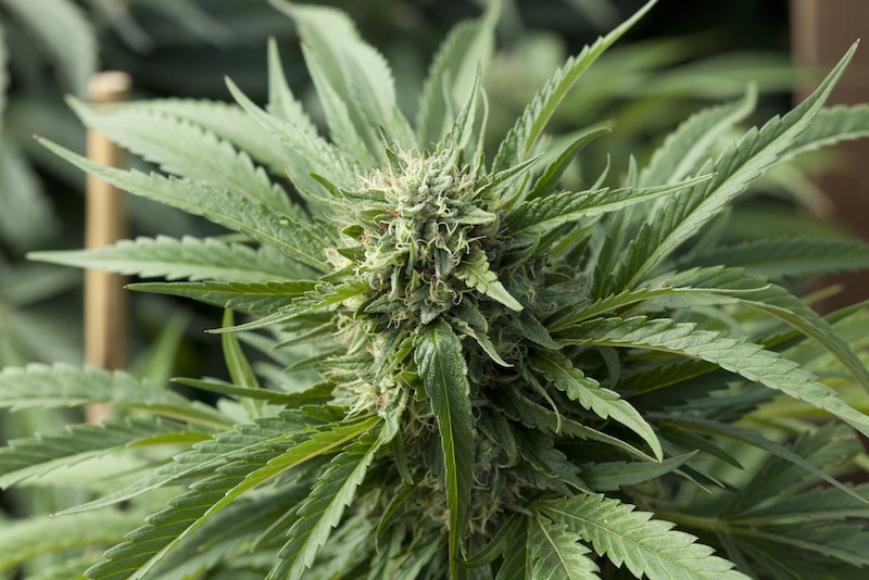 Blueberry Headband Auto Feminizovaná