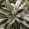 Bubba Kush Feminizovaná
