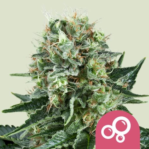 Bubble Kush Feminizovaná