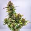 Bubble Kush Auto Feminizovaná