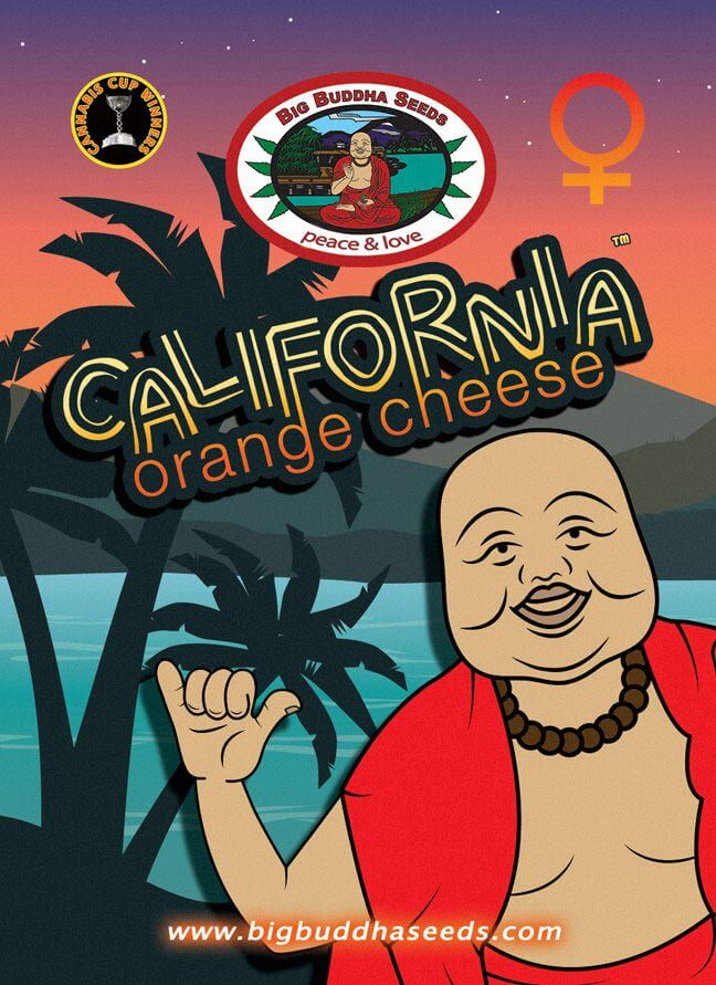 California Orange Cheese Feminizovaná
