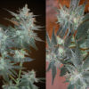 Cannatonic Regulérní