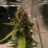 3D CBD Regulérní
