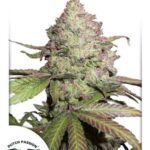 Charlotte’s Angel CBD Auto Feminizovaná