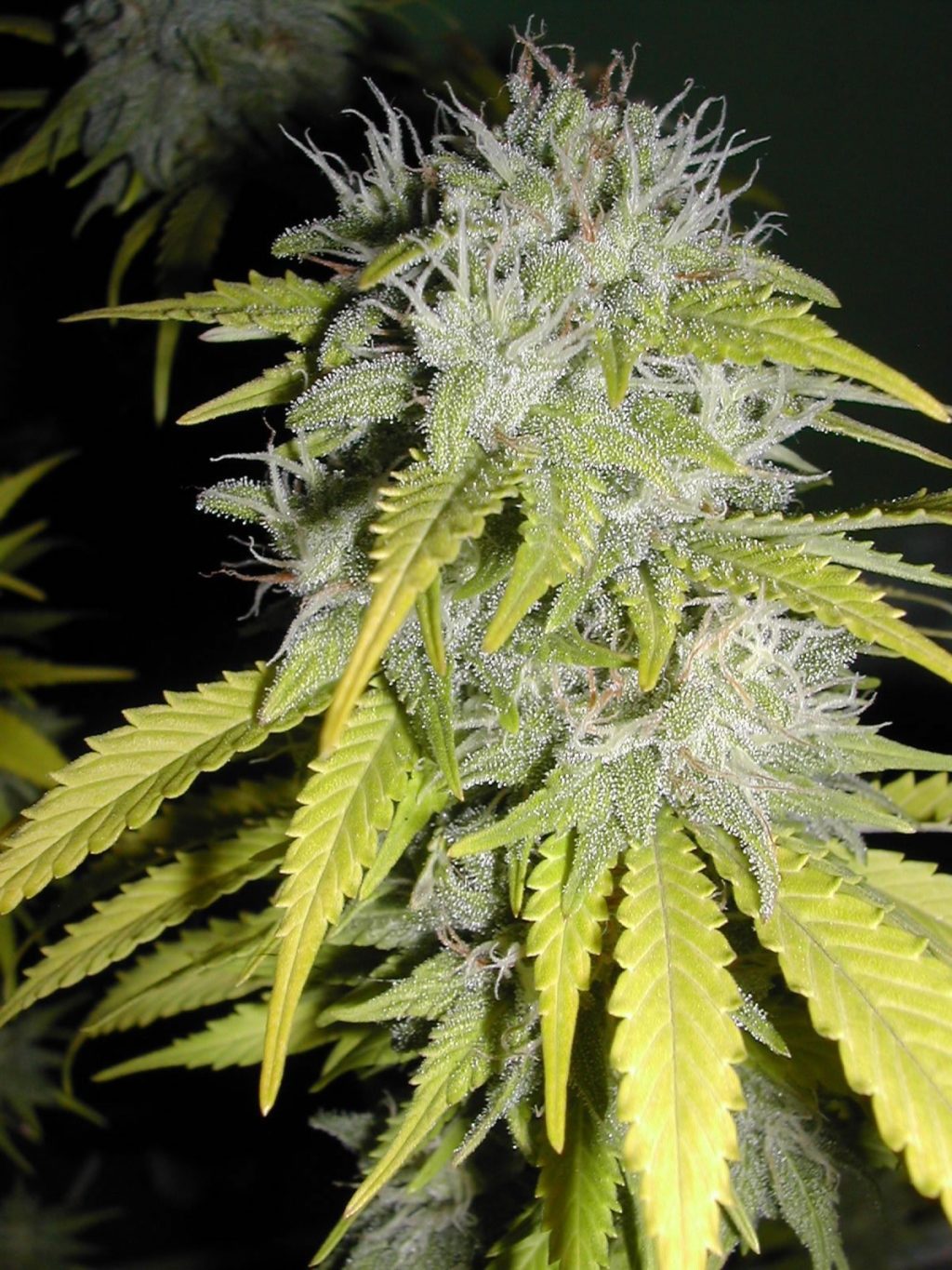 Chaze Super Autoflowering Feminizovaná