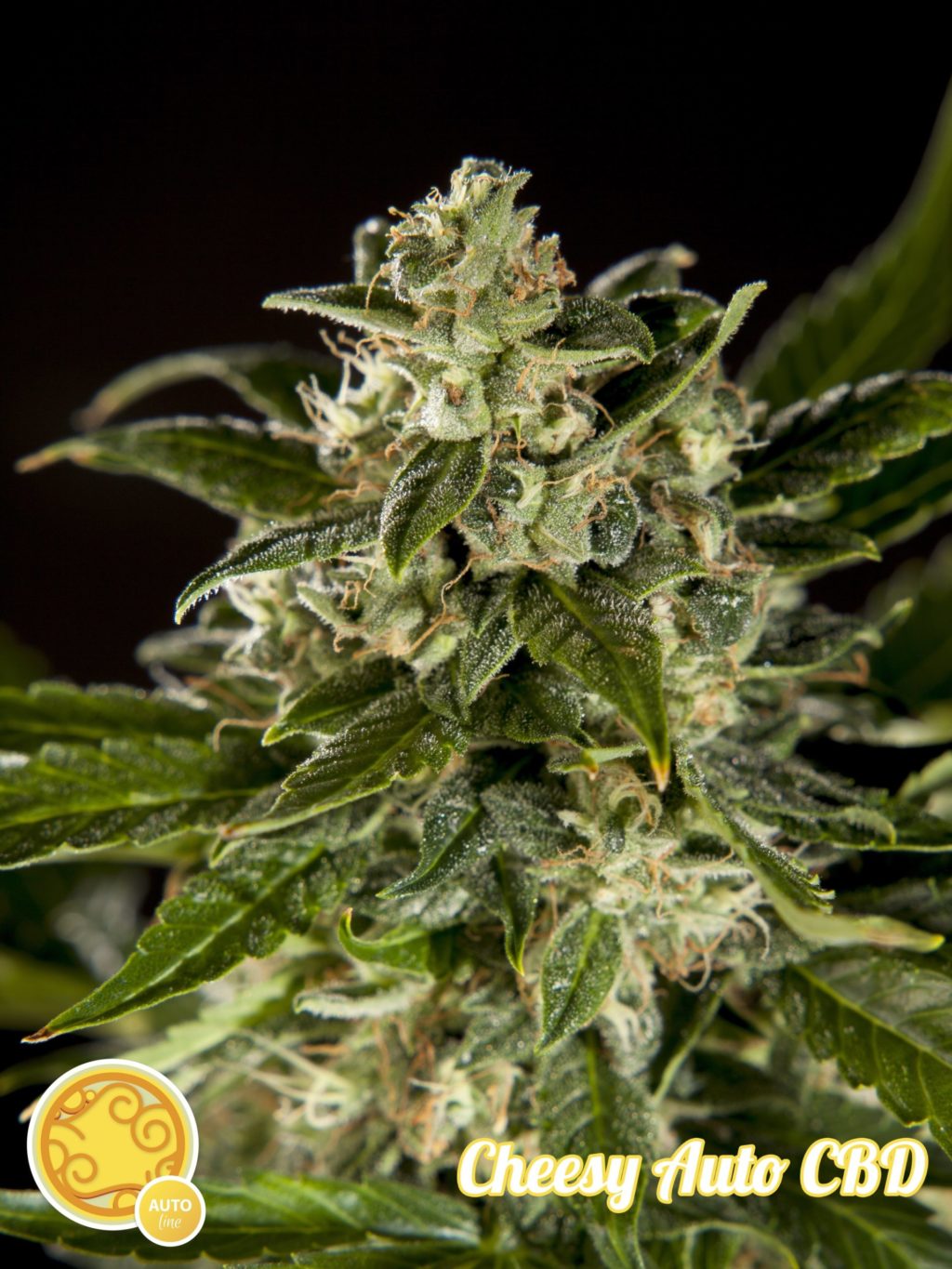 Cheesy CBD Auto Feminizovaná