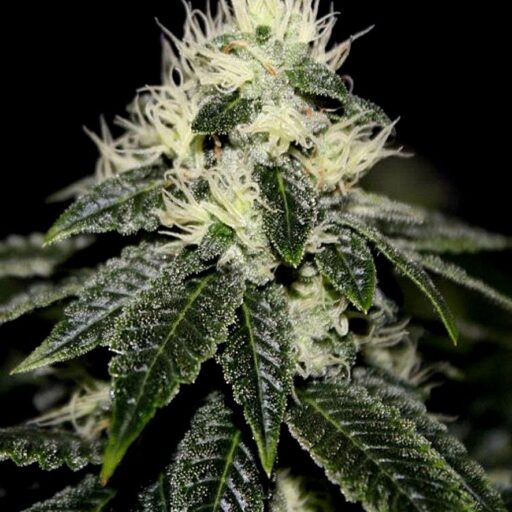 Chem 91 Feminizovaná