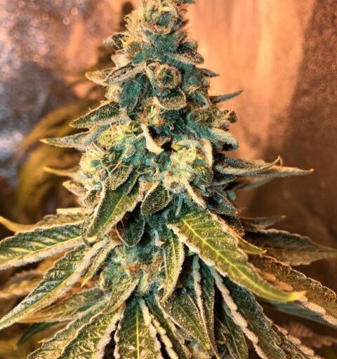Chem OG Feminizovaná