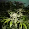Chemhead OG Feminizovaná