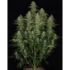Chronic Ryder Auto Feminizovaná