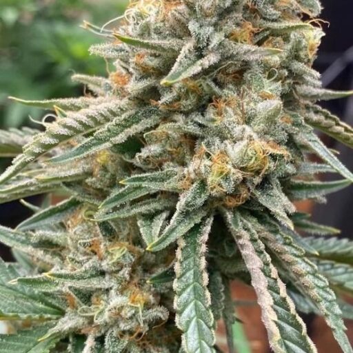 Corleone Kush Feminizovaná