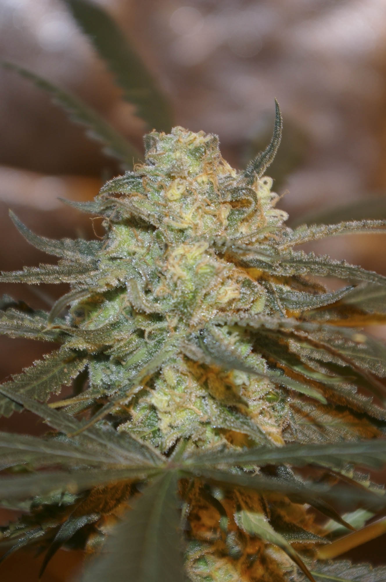 Creamy Berry Blue Regulérní