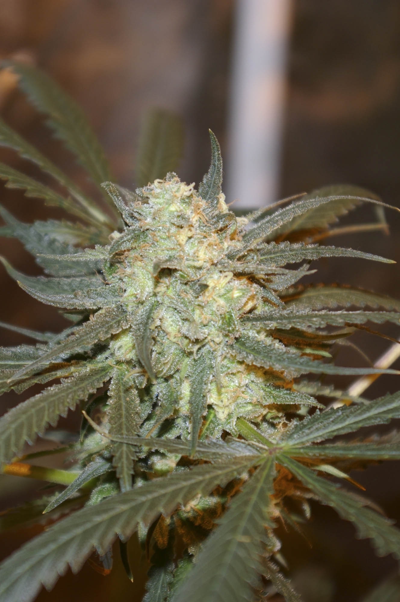 Creamy Berry Blue Regulérní