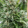 Critical 707 CBD Regulérní