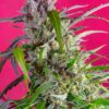 Crystal Candy Auto Feminizovaná