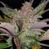 Cream Cookies Auto Feminizovaná