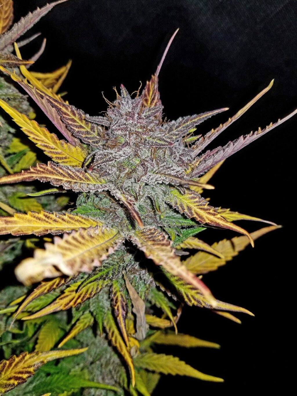 Cream Cookies Auto Feminizovaná