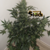 Diesel Haze Autoflowering Regulérní