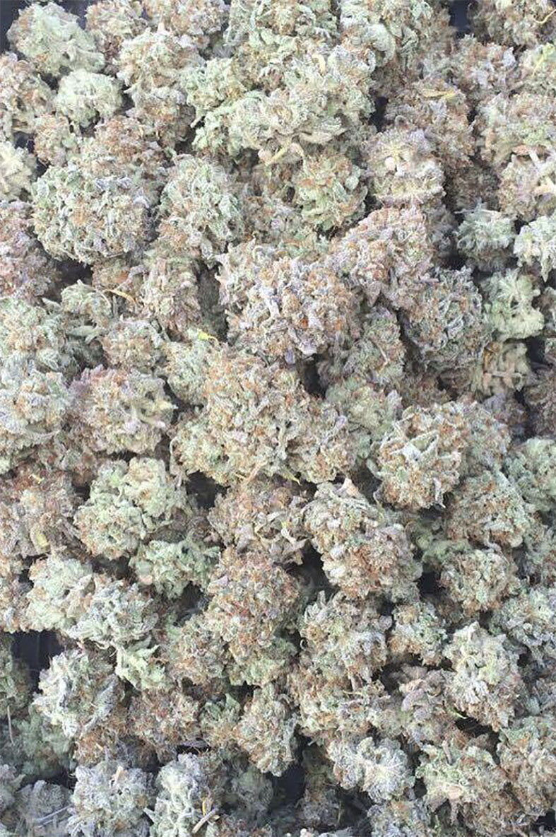 Digital Dream Regulérní Digital Dream Regulérní