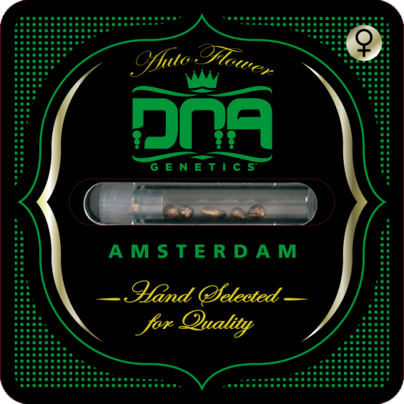 60 Day Wonder Auto Feminizovaná