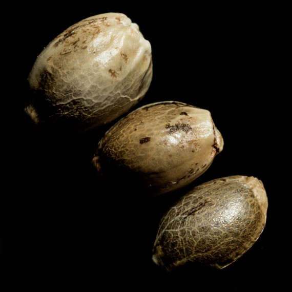 60 Day Wonder Auto Feminizovaná