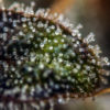 White Widow Feminizovaná