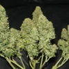 West Coast O.G. Auto Feminizovaná