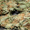 Early Haze (Early Queen x Afghan Haze) Regulérní