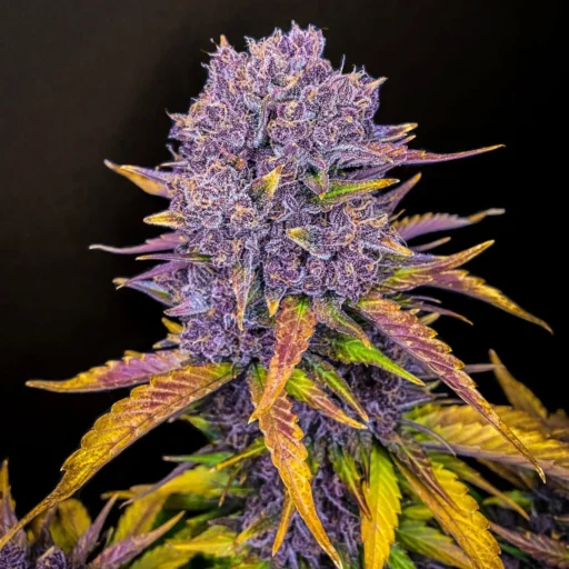 Purple Lemonade Auto Feminizovaná