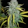 Blue Dream Auto Feminizovaná
