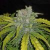 Crack CBD Auto Feminizovaná