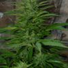 Chaze Super Autoflowering Feminizovaná