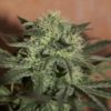 Lemon Auto Feminizovaná