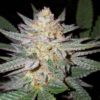Girl Scout Cookies Auto Feminizovaná
