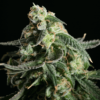 Girl Scout Cookies Feminizovaná