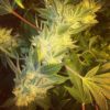 Gorilla Glue #4 S1 Feminizovaná