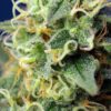 Green Poison CBD Feminizovaná