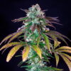 Green Crack Punch Feminizovaná