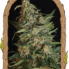 Green Gummy Feminizovaná