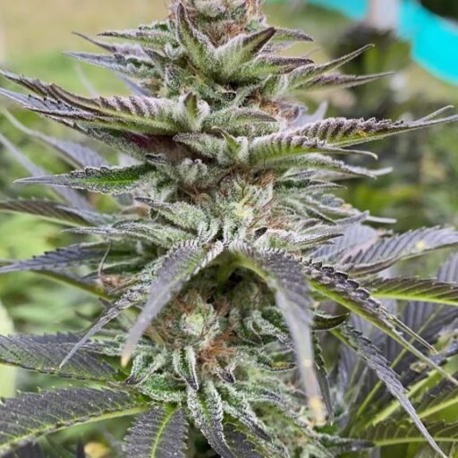 Girl Scout Cookies Feminizovaná