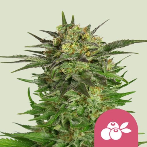 Haze Berry Feminizovaná