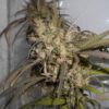 Haze x Kali China Feminizovaná