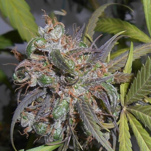 Haze x Kali China Feminizovaná